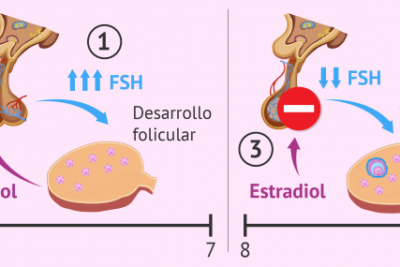 ciclo menstrual y su relacion con la inseminacion explicada