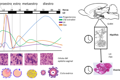 conexion entre ritmo circadiano y salud reproductiva femenina