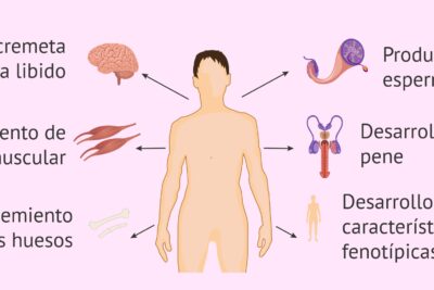 efectos de la testosterona en la libido informacion esencial