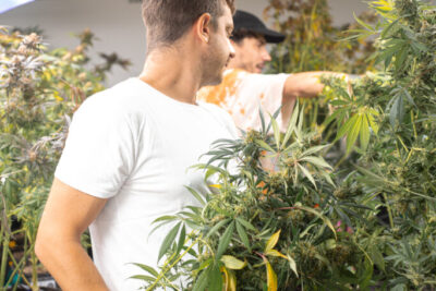impacto de la marihuana en los niveles de testosterona humana