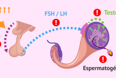 implicaciones del estres cronico en la salud reproductiva