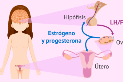 la relacion entre menstruacion y el sistema endocrino
