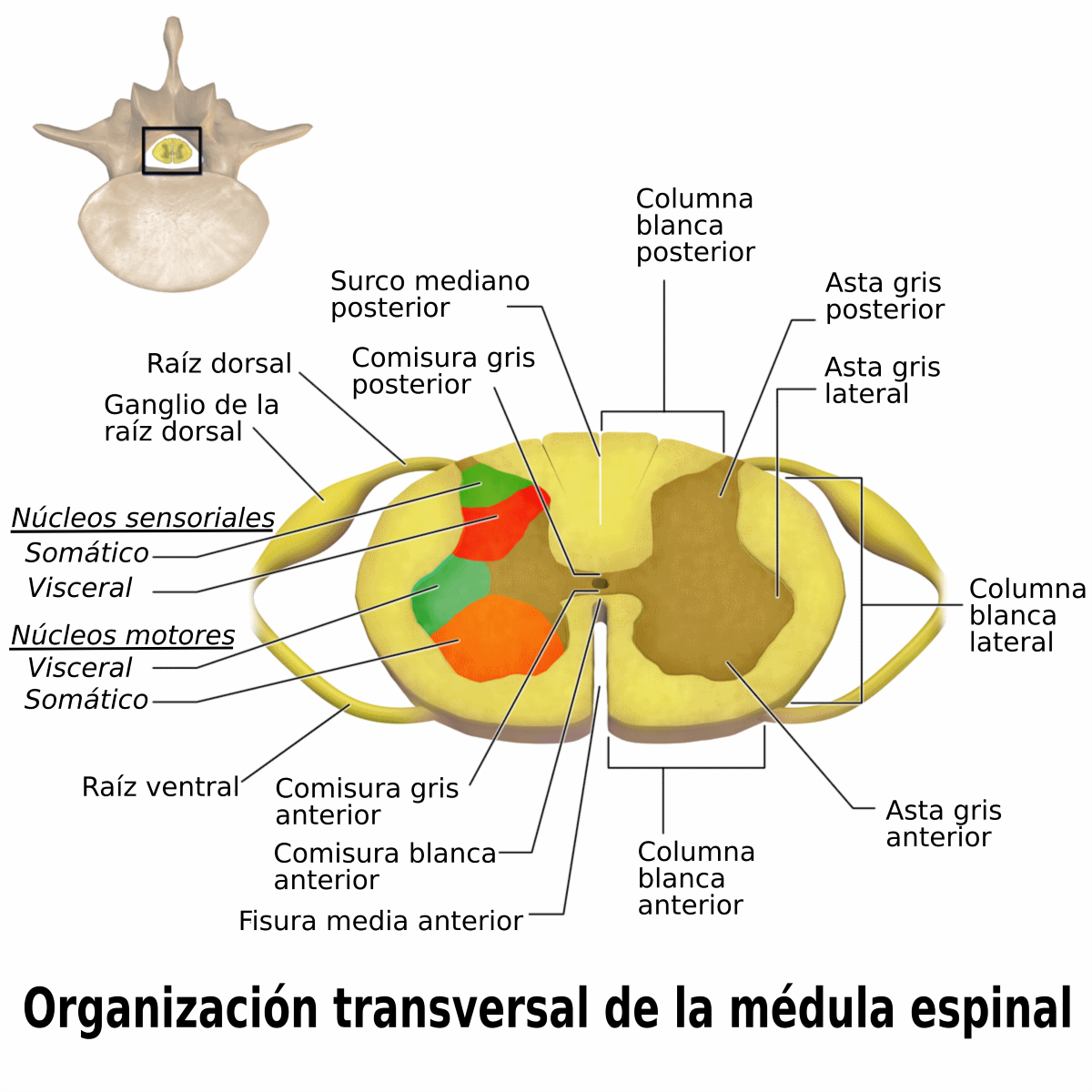 medula espinal