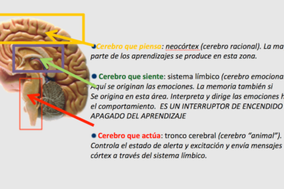 que papel desempenan las actitudes en la neurociencia
