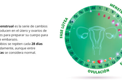 que relacion hay entre la menstruacion y la fertilidad