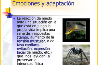 adaptacion emocional definicion e impacto en nuestras vidas