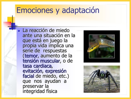 adaptacion emocional definicion e impacto en nuestras vidas