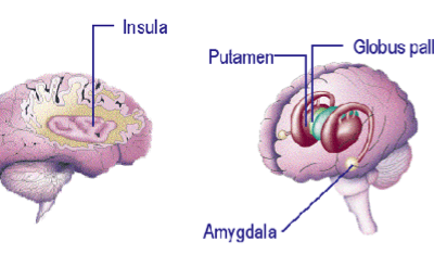 altruismo una profunda exploracion desde la neurociencia