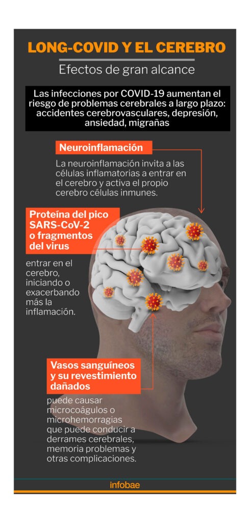 cambios en el cerebro envejecido investigaciones recientes
