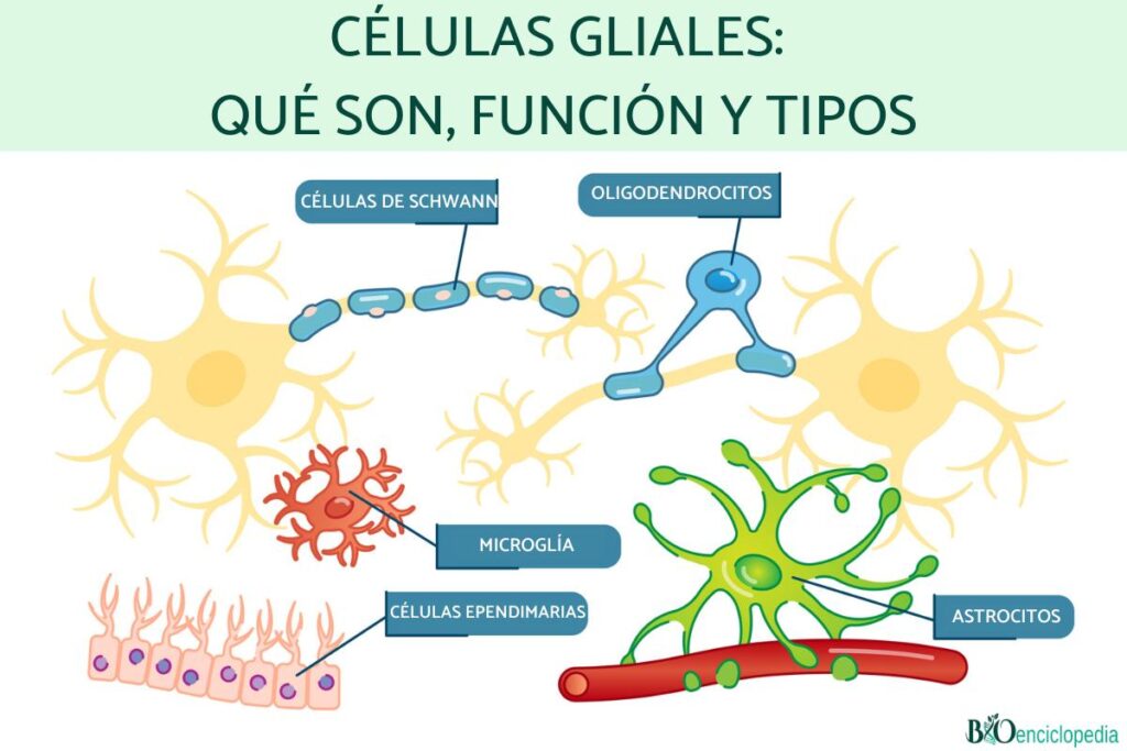 Células gliales: explorando su fascinante mundo y funciones 1 celulas gliales explorando su fascinante mundo y funciones