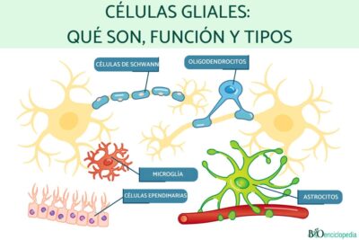 celulas gliales explorando su fascinante mundo y funciones