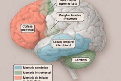 cerebro y su relacion con la codificacion de la memoria humana