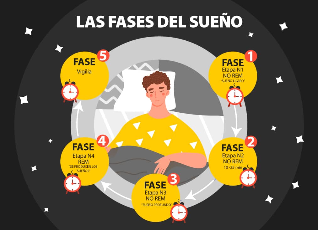 ciclos de sueno definicion fases e importancia para la salud