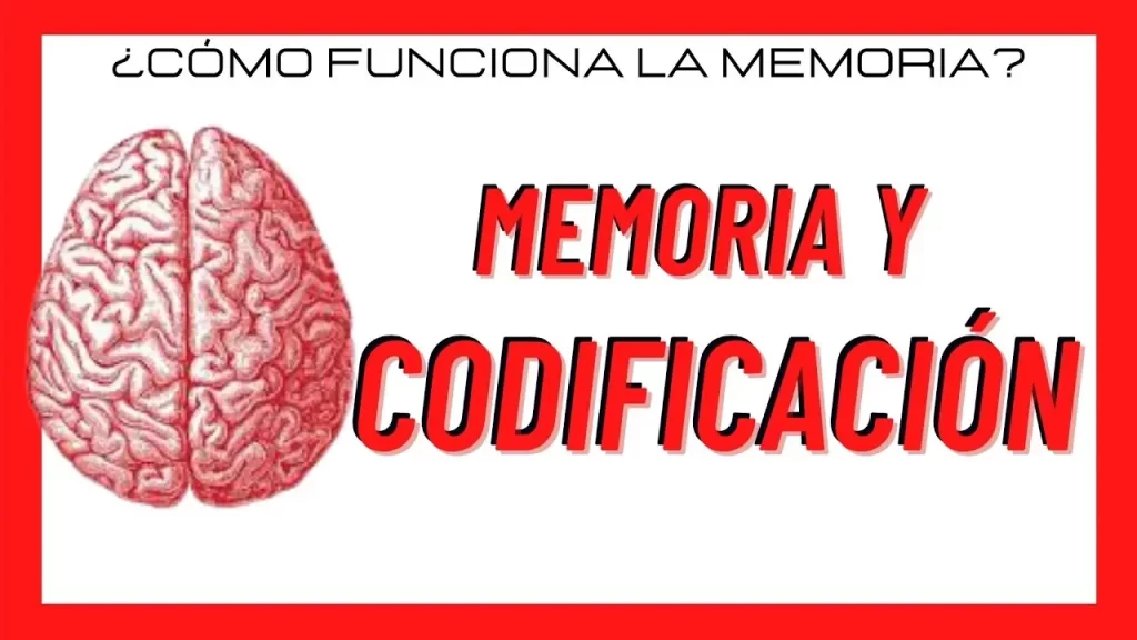 Codificación en la memoria: definición e importancia clave 1 codificacion en la memoria definicion e importancia clave
