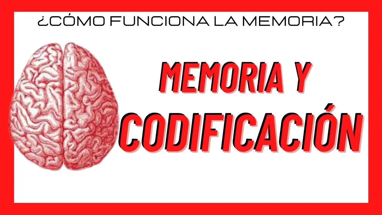 Que Es La Codificacion En La Memoria saludvital.cl