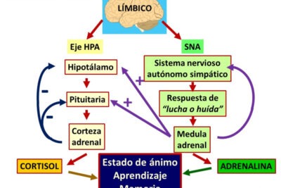 como afecta el estres el aprendizaje y la memoria