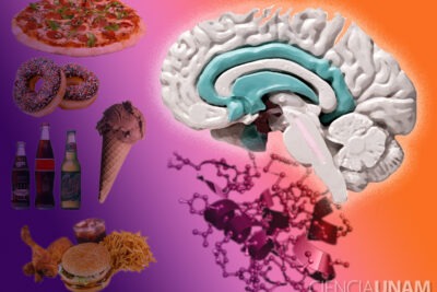 como afecta la alimentacion a nuestra memoria