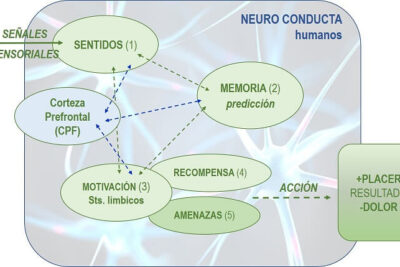 como afecta la emocion a la memoria y conducta