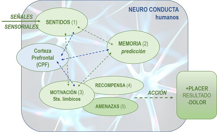 como afecta la emocion a la memoria y conducta