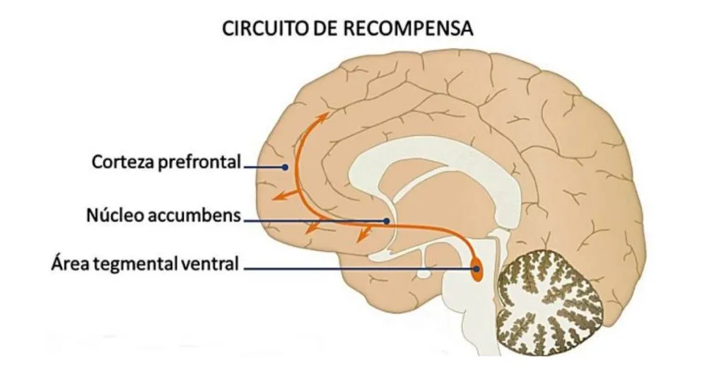 como gestionan los circuitos cerebrales la recompensa