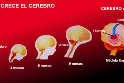 como impacta el ambiente en el desarrollo del cerebro