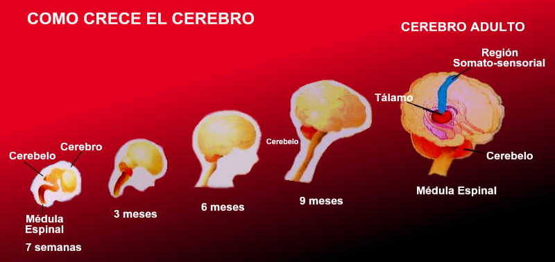 como impacta el ambiente en el desarrollo del cerebro