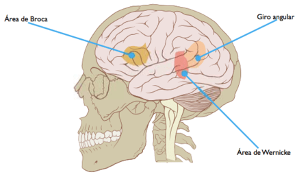 como la articulacion afecta la percepcion del lector