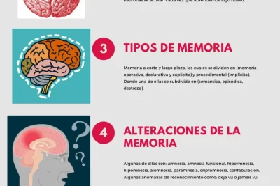 como la interaccion social afecta nuestra memoria