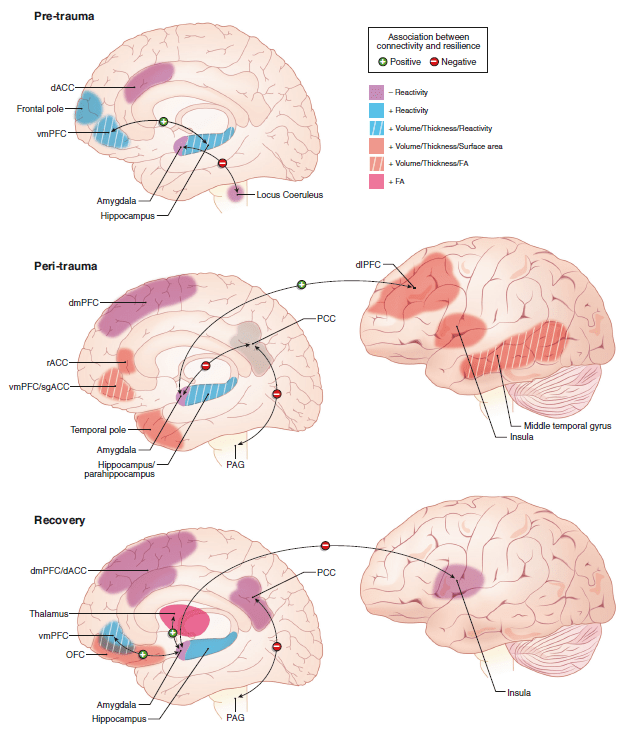 como se conecta la neurociencia con la resiliencia