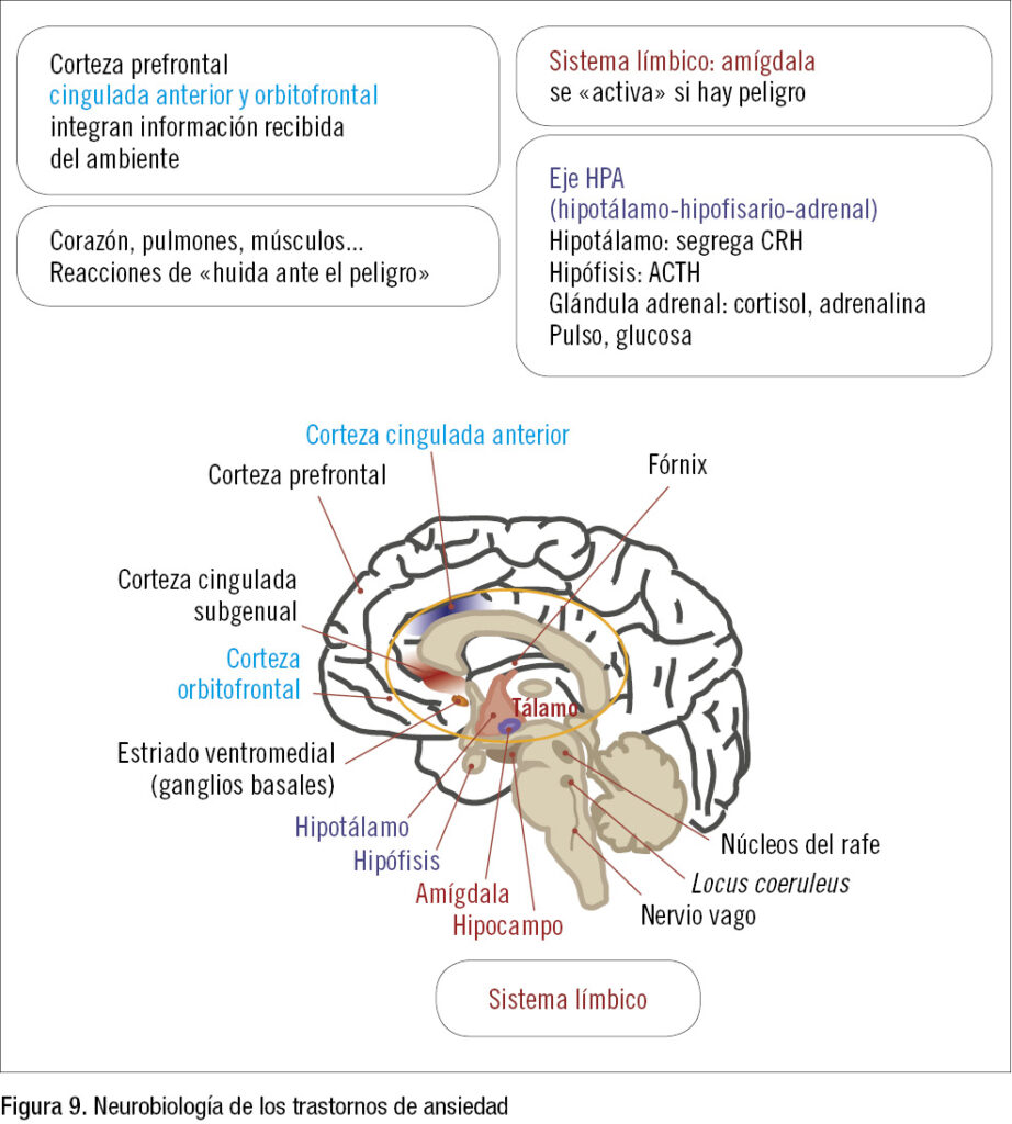 como se producen los trastornos neuropsiquiatricos