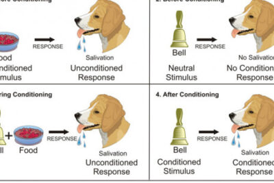 condicionamiento clasico definicion y ejemplos esenciales