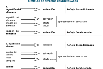 conducta reflejada significado y aplicacion explicados