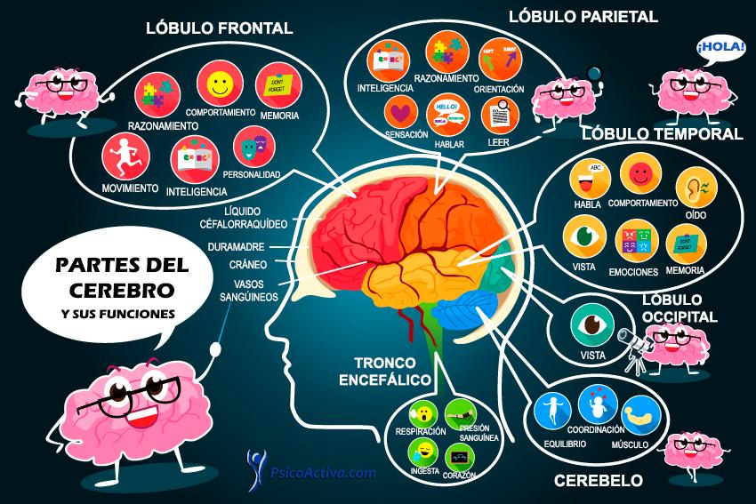 conexion entre emociones y comportamiento en el cerebro como