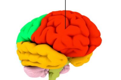 corteza prefrontal funciones y roles en el cerebro humano