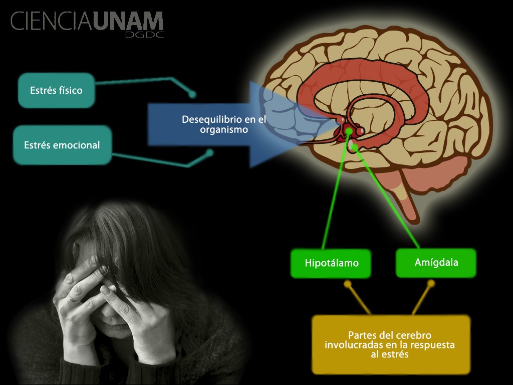 Cuál es el impacto del estrés en la salud cerebral 1 cual es el impacto del estres en la salud cerebral