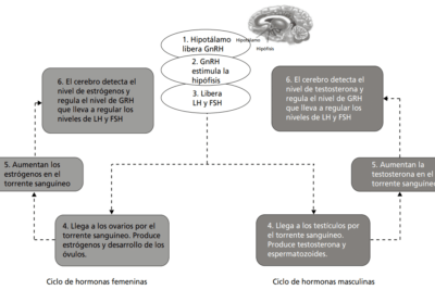 desarrollo positivo de la personalidad en adolescentes