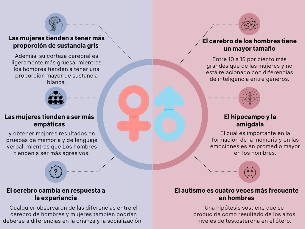 Diferencias entre el cerebro masculino y femenino: cuáles son 1 diferencias entre el cerebro masculino y femenino cuales son