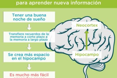 efecto del sueno en el aprendizaje y la memoria humana