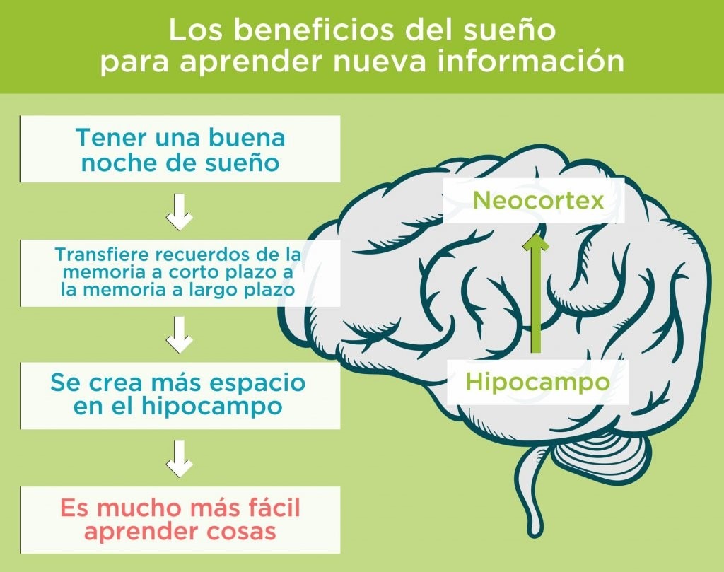 efecto del sueno en el aprendizaje y la memoria humana