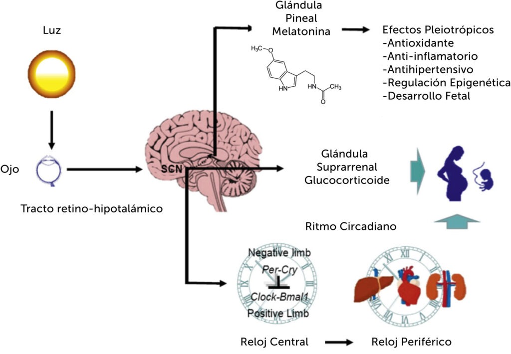 el impacto del sueno en la percepcion y su influencia en la realidad