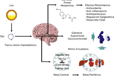 el impacto del sueno en la percepcion y su influencia en la realidad
