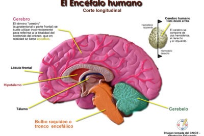 el proceso de inspiracion y su impacto en el cerebro humano