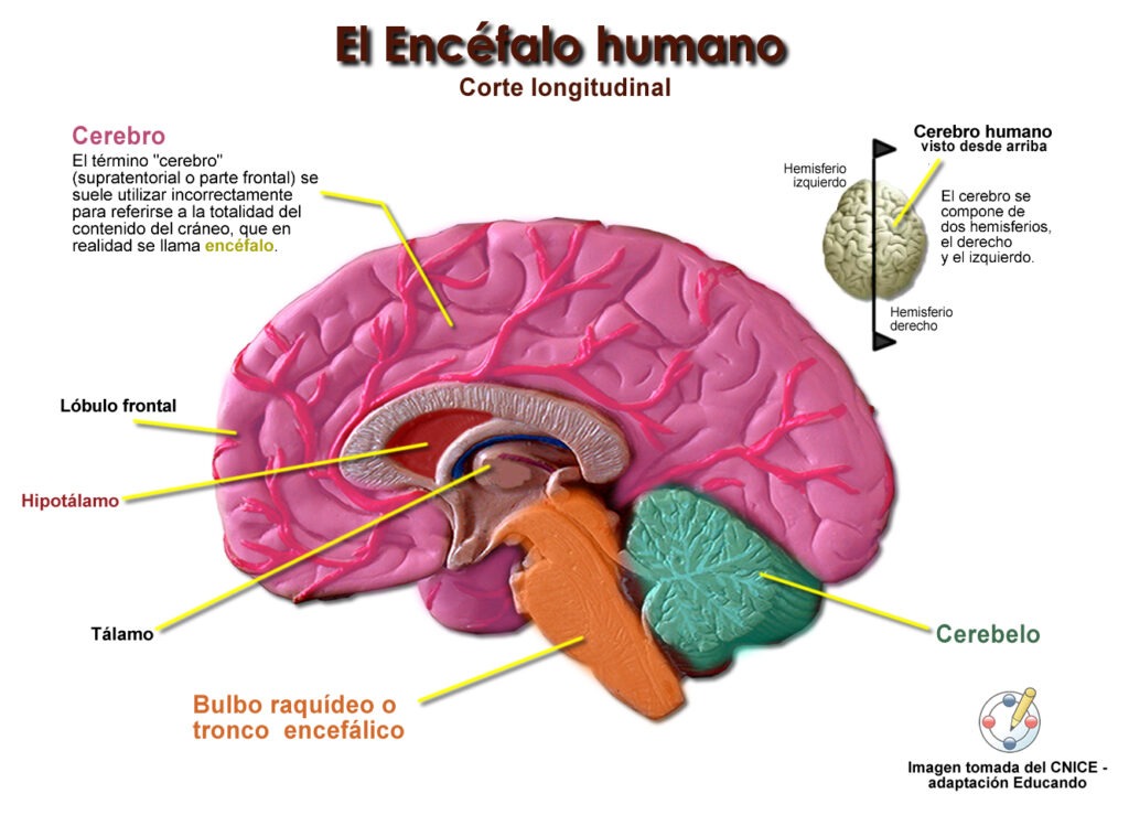 el proceso de inspiracion y su impacto en el cerebro humano