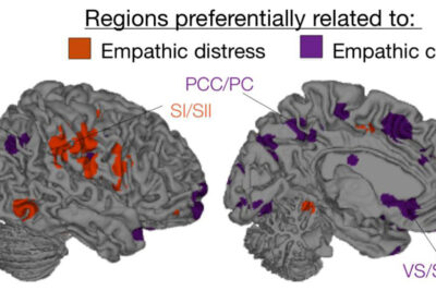 empatia en el cerebro metodos y hallazgos recientes en su estudio