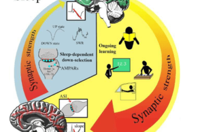 evidencia sobre la influencia del sueno en la neurociencia