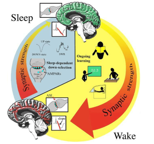 Evidencia sobre la influencia del sueño en la neurociencia 1 evidencia sobre la influencia del sueno en la neurociencia