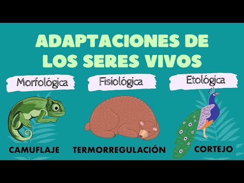 fases de adaptacion en seres vivos una exploracion profunda