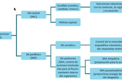 feedback social importancia y rol en la conducta humana