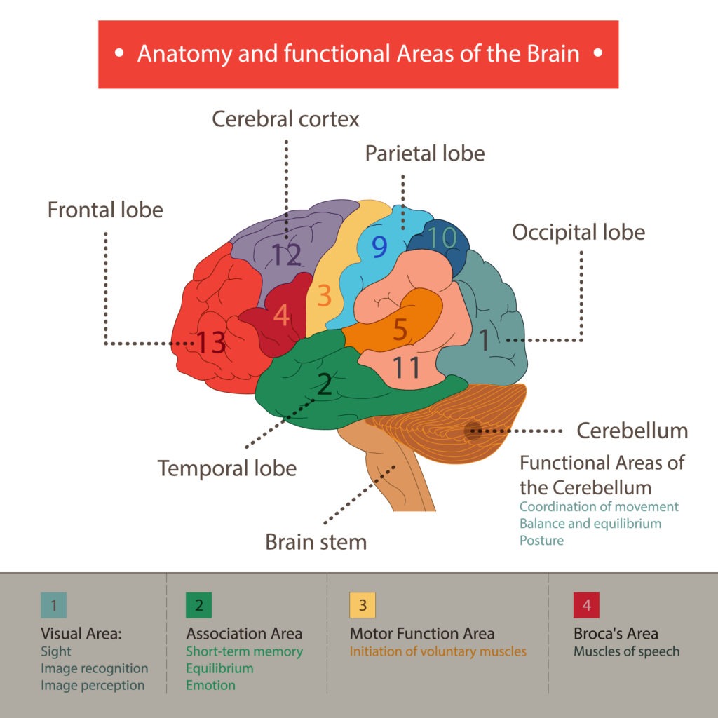 funcion y procesos fascinantes del cerebro humano explicados