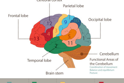habilidades motoras desarrollo y funcion en el cerebro humano